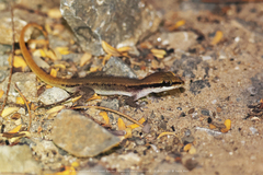 Dixonius melanostictus