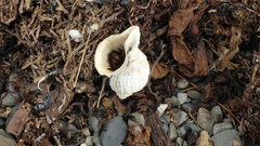 Trophon geversianus