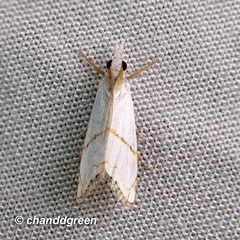 Pseudargyria interruptella