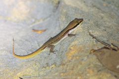 Dixonius melanostictus