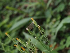 Pseudozizeeria maha okinawana
