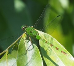 Erythemis vesiculosa