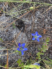 Gentiana autumnalis