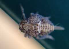 Issus coleoptratus