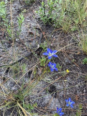 Gentiana autumnalis