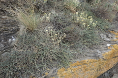 Ephedra monosperma