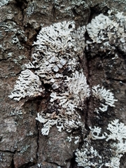 Physconia distorta