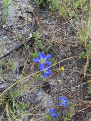 Gentiana autumnalis