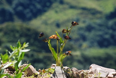 Commelina tuberosa