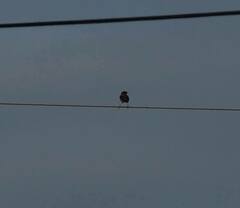 Acridotheres javanicus