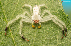 Trichopagis