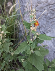 Sphaeralcea fendleri