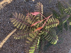 Erythrostemon gilliesii