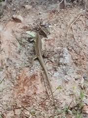 Cnemidophorus lemniscatus