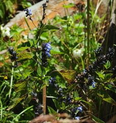 Salvia stachydifolia
