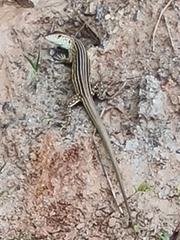 Cnemidophorus lemniscatus