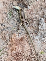 Cnemidophorus lemniscatus