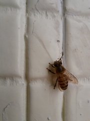 Apis cerana