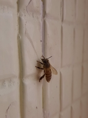 Apis cerana