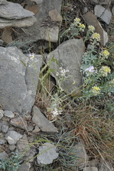 Alyssum lenense