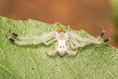 Trichopagis
