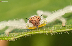 Trichopagis