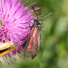 Zygaena purpuralis