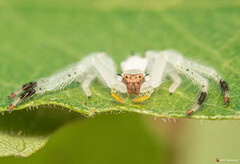 Trichopagis