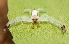 Trichopagis