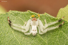 Trichopagis