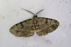 Digrammia gnophosaria