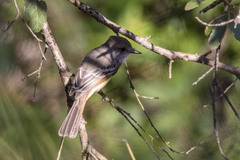 Myiarchus cinerascens