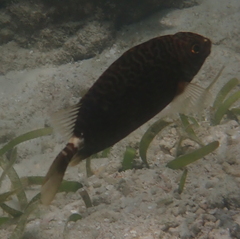 Siganus spinus