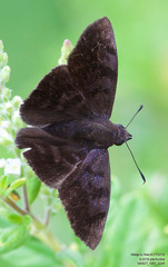 Pellicia arina