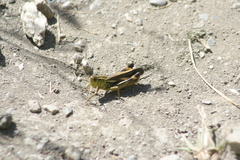 Arcyptera fusca