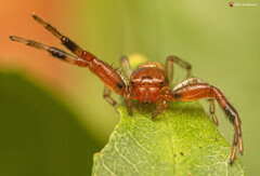Synema decens