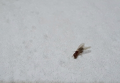 Pheidole