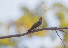Chrysococcyx maculatus