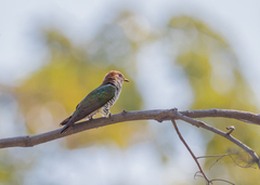 Chrysococcyx maculatus