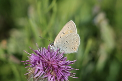 Lycaena hippothoe