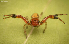 Synema decens
