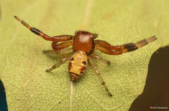 Synema decens