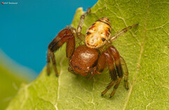 Synema decens