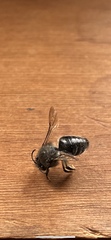 Aculeata