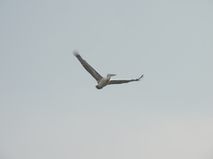 Pelecanus philippensis