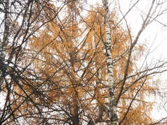 Larix sibirica