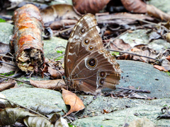 Morpho helenor montezuma