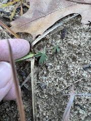 Viola pedata