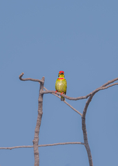 Psilopogon haemacephalus