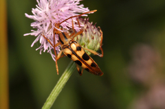 Strangalia luteicornis